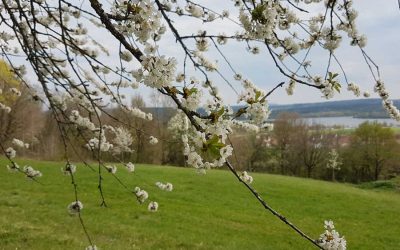 Die Kirschblüte in und um Großweingarten