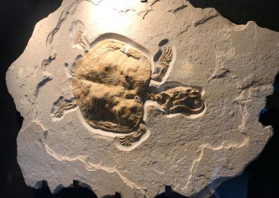 schildkroete fossil
