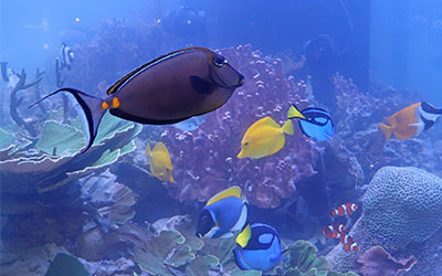 Neues Aquarium im Jura-Museum für bunte Unterwasserwelt