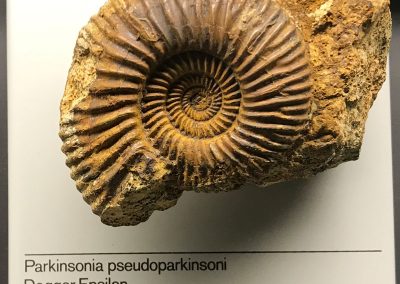 ammonit schambach