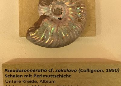 ammonit perlmutt