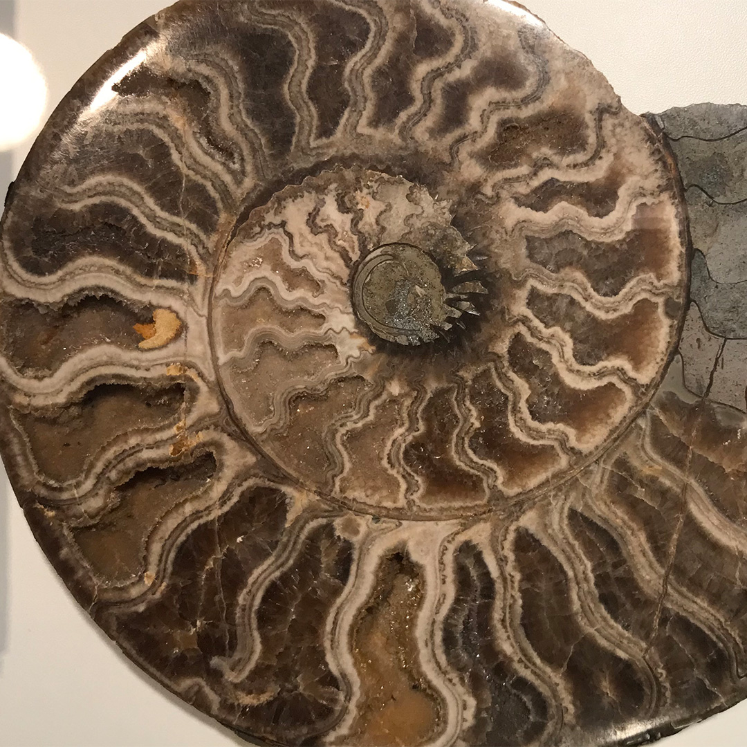 Ammoniten – Sonderausstellung in Solnhofen