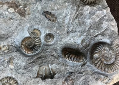 ammoniten