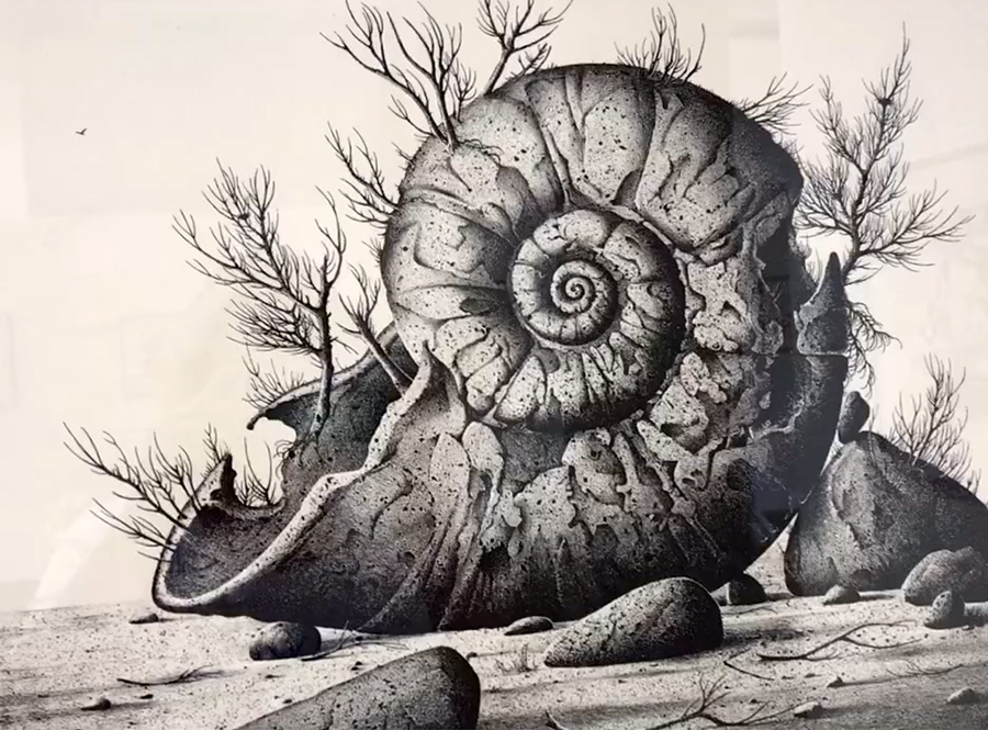 zeidler ammonit