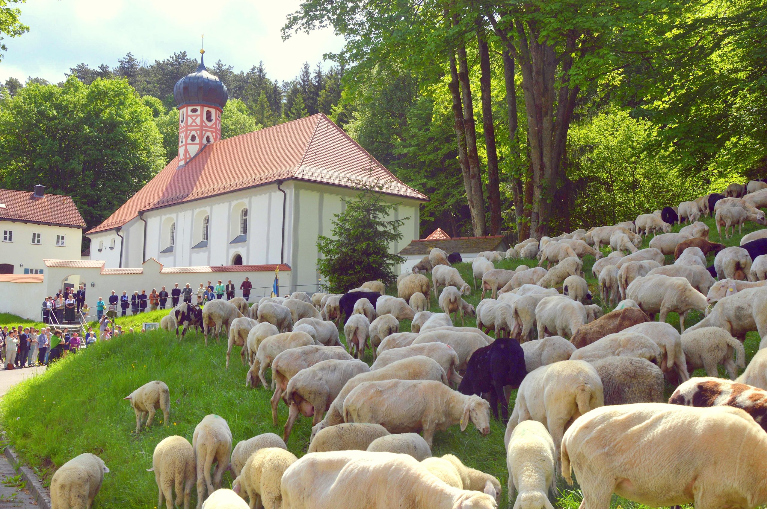 Die Marktgemeinde Mörnsheim veranstaltet vom 18. bis 20. Mai 2024 bereits zum 20. Mal den „Altmühltaler Lamm“-Auftrieb mit Schäfer- und Naturwarenmarkt